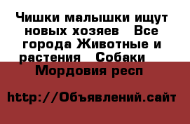   Чишки-малышки ищут новых хозяев - Все города Животные и растения » Собаки   . Мордовия респ.